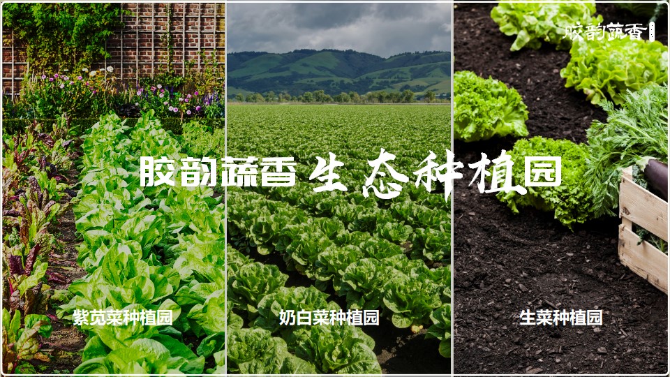 生鲜蔬菜企业介绍PPT,企业介绍PPT,蔬菜生鲜项目策划,果蔬项目策划设计,农场项目策划设计(图7)